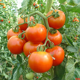 Brunch Tomate